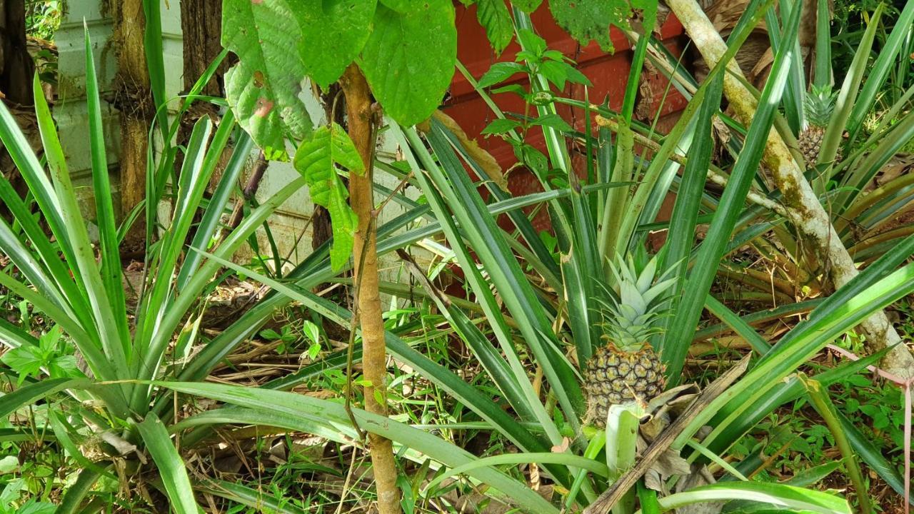 Jungle Eco Reserve Hotel Colón Kültér fotó