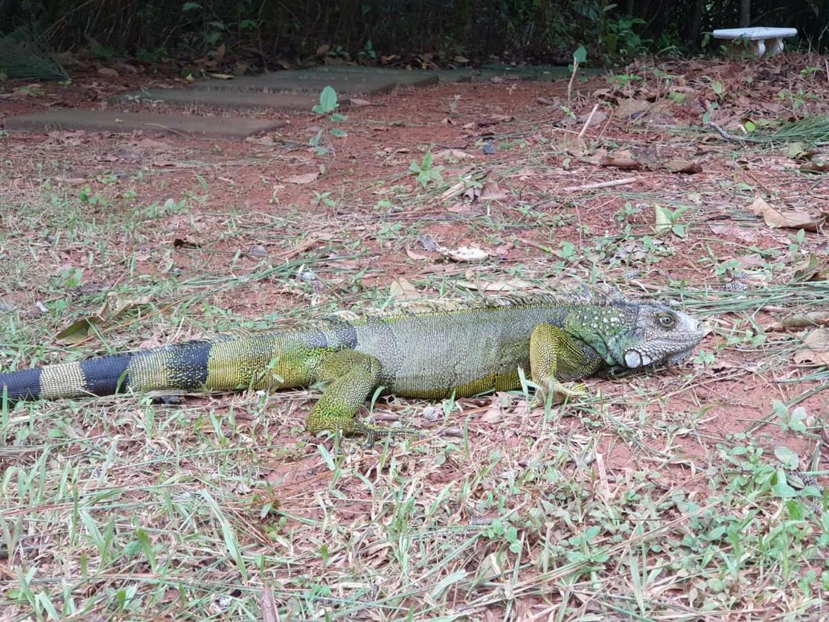 Jungle Eco Reserve Hotel Colón Kültér fotó