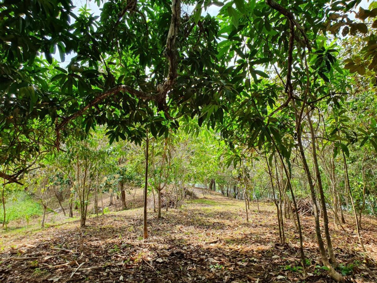 Jungle Eco Reserve Hotel Colón Kültér fotó